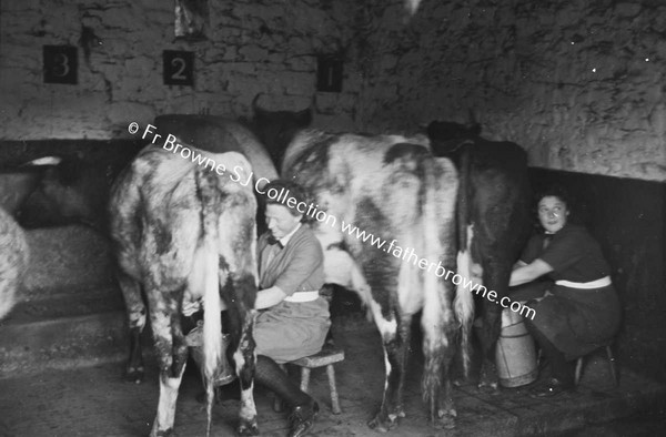 PRESENTATION CONVENT  MILKING IN THE BYRE